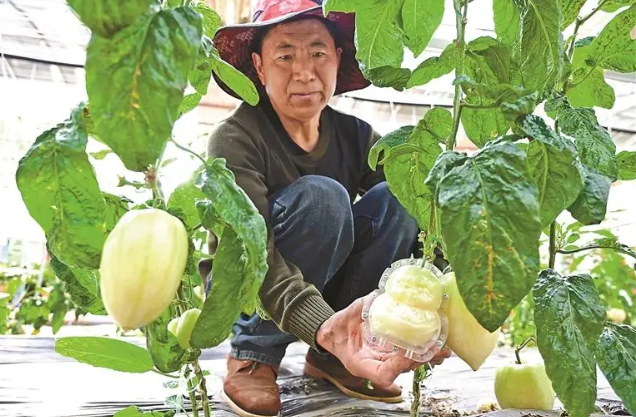 高原蔬果香 科技来护航 